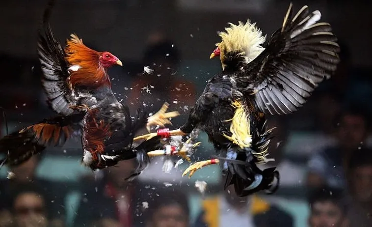 Bí Quyết Chơi Đá Gà Sabong Tại Win777 Dễ Thắng Cho Tân Thủ 2 Bí Quyết Chơi Đá Gà Sabong Tại Win777 Dễ Thắng Cho Tân Thủ