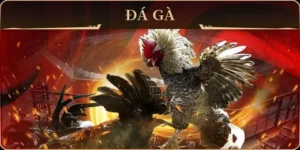 Cách Chơi Đá Gà GA28 Tại Win777 Dễ Thắng Cho Người Mới