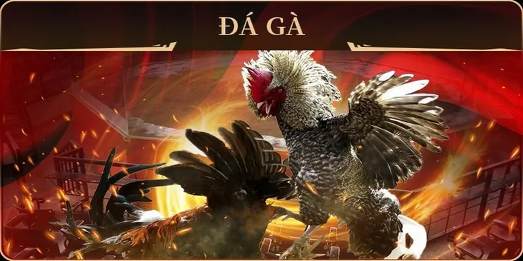 Cách Chơi Đá Gà GA28 Tại Win777 Dễ Thắng Cho Người Mới 1 Cách Chơi Đá Gà GA28 Tại Win777 Dễ Thắng Cho Người Mới