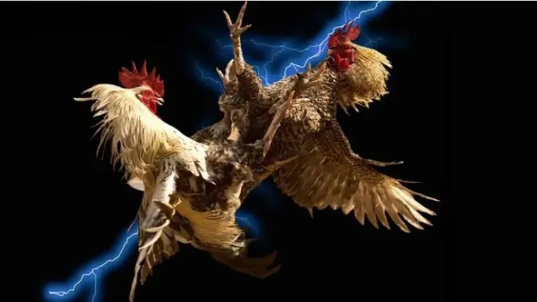 Bí Quyết Thắng Lớn Đá Gà Win777 Hấp Dẫn Nhất 2025 1 Bí Quyết Thắng Lớn Đá Gà Win777 Hấp Dẫn Nhất 2025